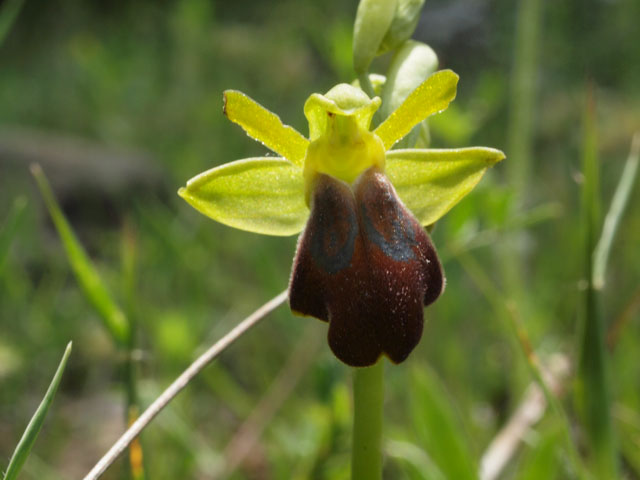 Ancora fioriture in Basilicata